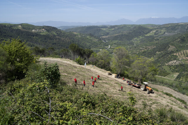 Riforestazione post incendio: alberi a Corigliano Rossano (CS)