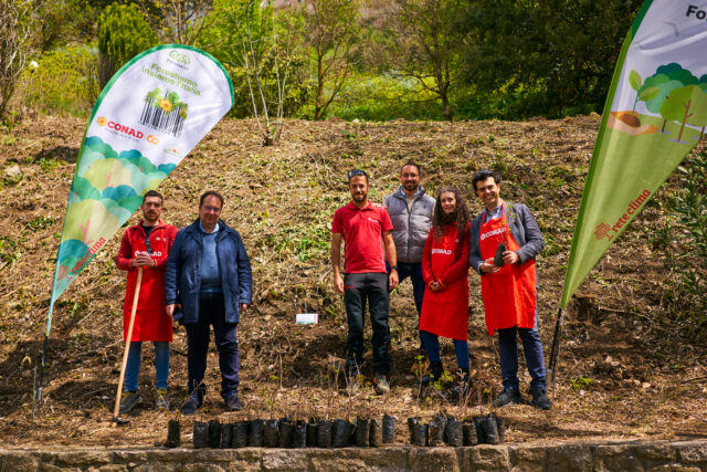 Forestazione urbana: alberi a Gangi (PA)