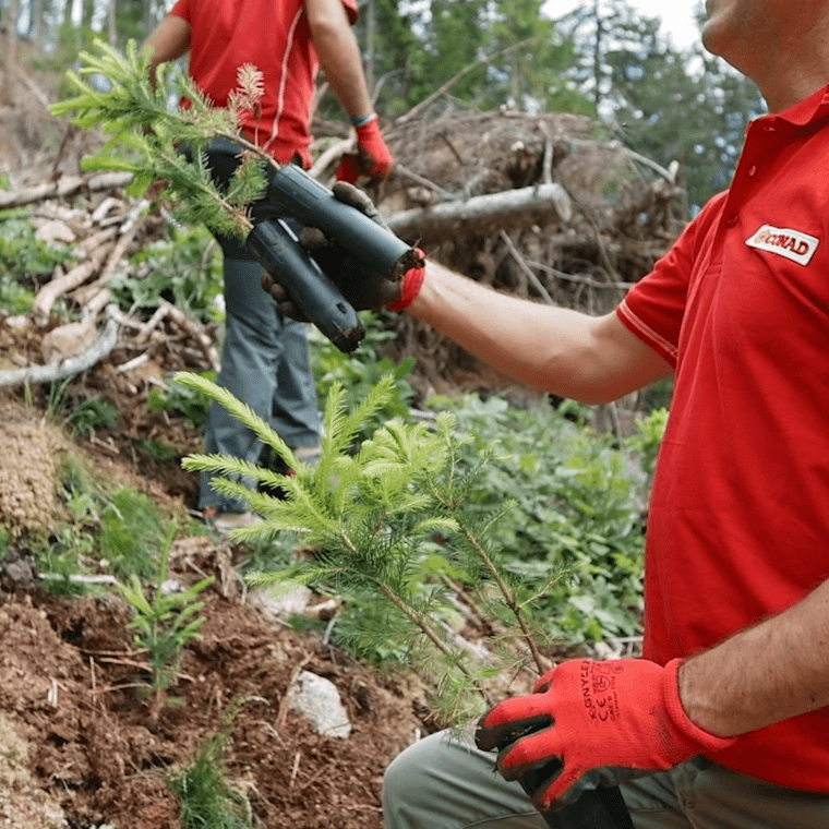 CONAD: Forestiamo insieme l’Italia