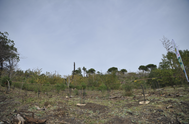 Parco Nazionale del Vesuvio (NA): riforestazione post incendio