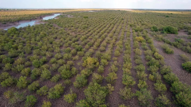 Pakistan Delta Blue Carbon: progetto di ripristino e conservazione di mangrovie
