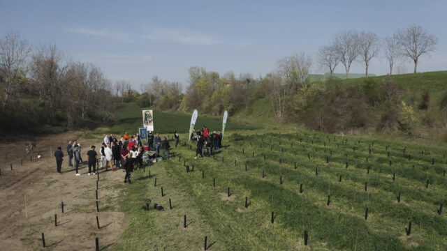 Forestazione urbana: alberi a Formigine (MO)