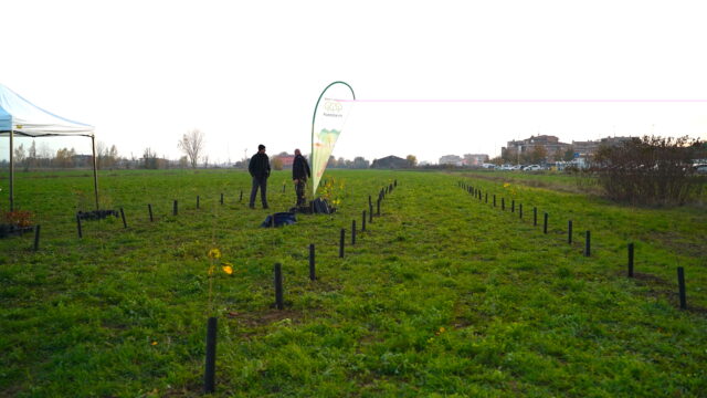 Forestazione urbana: alberi a Soliera (MO)