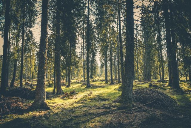 Tempesta Vaia e danni alle foreste: nasce la “Filiera Solidale” di PEFC Italia