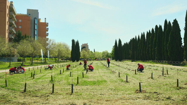 Forestazione urbana: alberi a Perugia