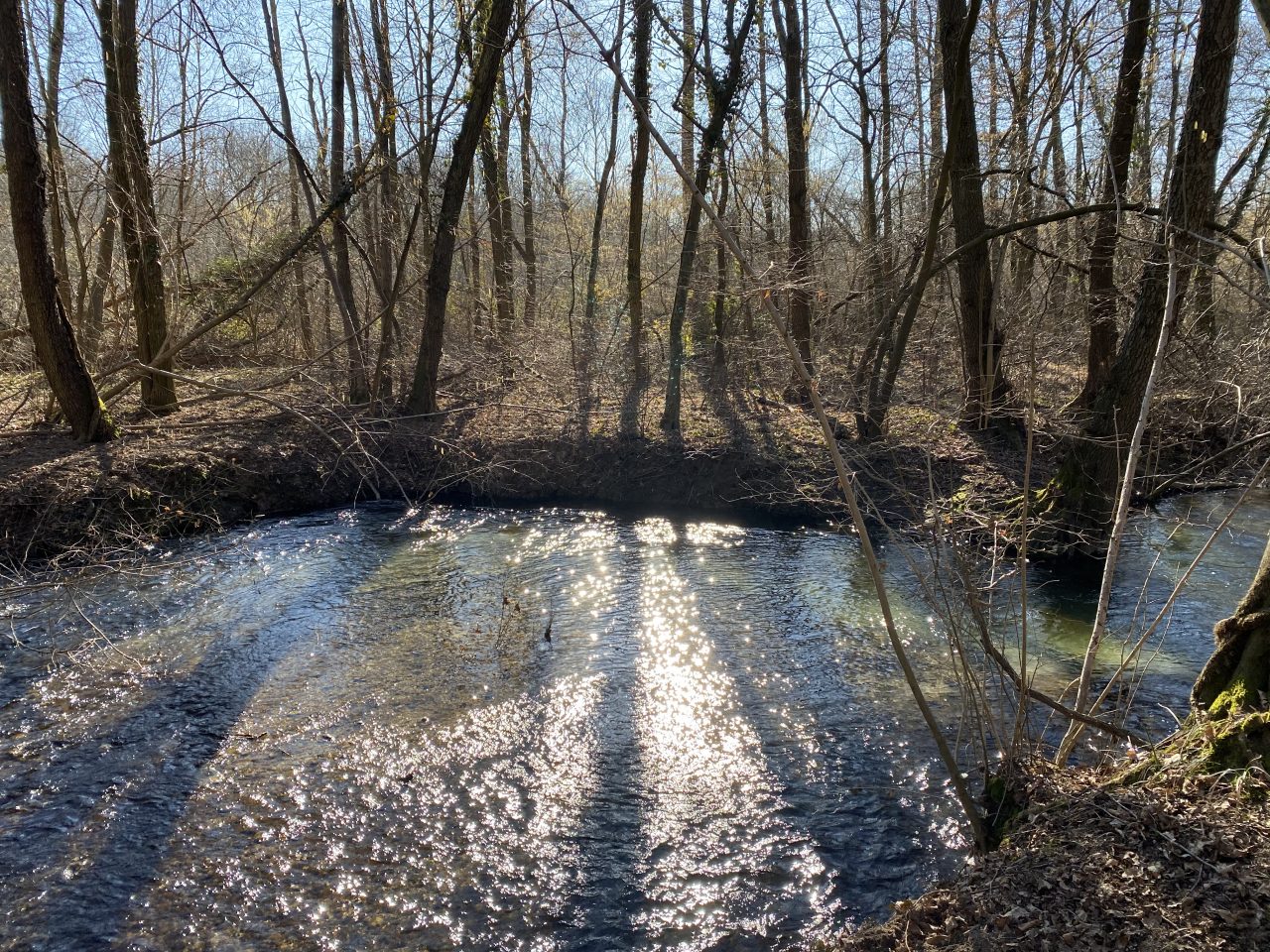 Bosco del Turbigaccio – Parco del Ticino (PV): gestione forestale e servizi ecosistemici