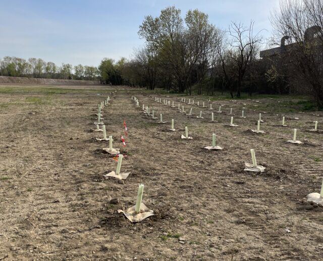 Forestazione urbana: alberi a Nova Milanese (MB)