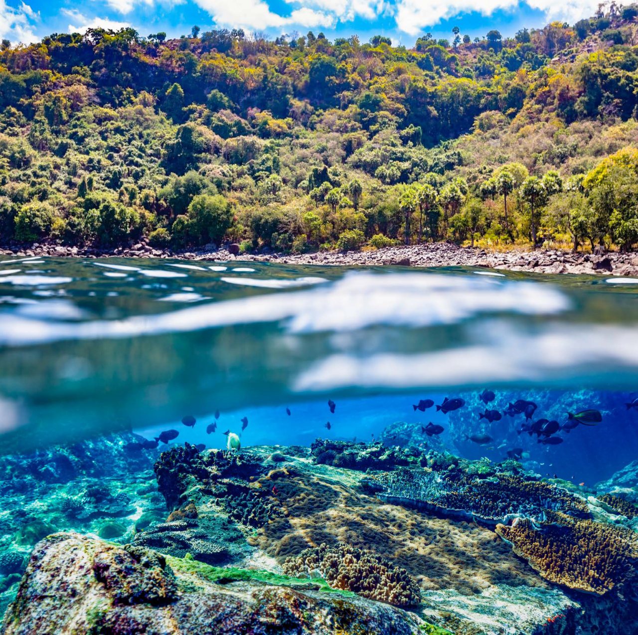 Nature positive: l’origine, i target, le iniziative politiche e imprenditoriali (economia climate positive)