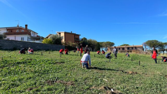 Forestazione urbana: alberi a Roma