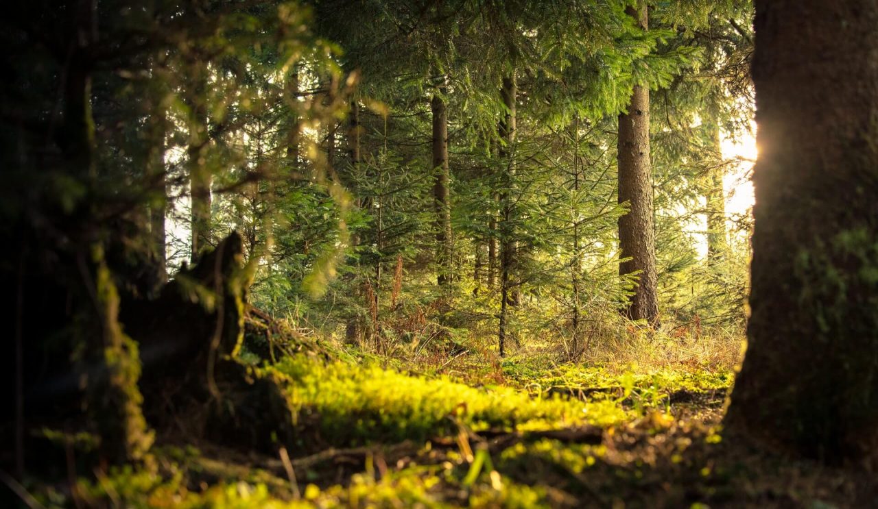 Giornata Internazionale delle Foreste 2020: foreste come risorsa preziosa per l’umanità