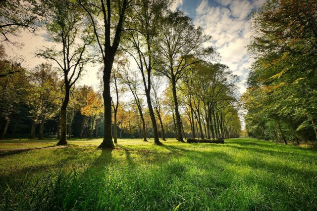 NABI: Nature-Based Innovation for Urban Forest and Rainwater Management