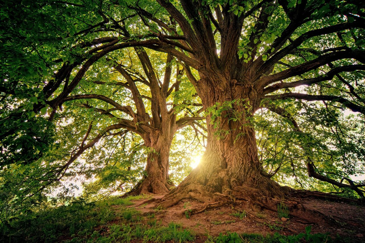 Nature Positive Strategy
