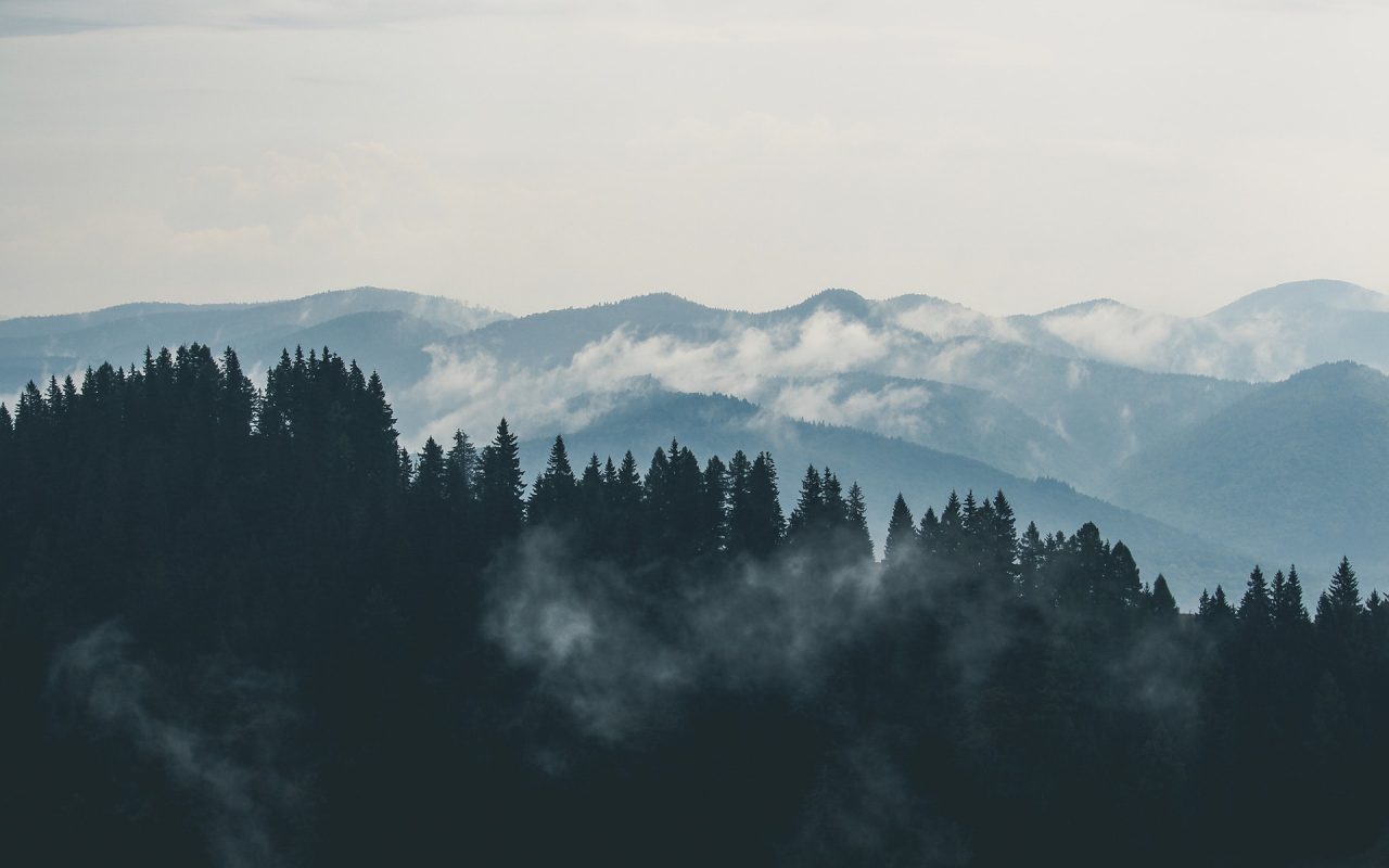 Foreste certificate e gestite in maniera sostenibile: le buone pratiche italiane