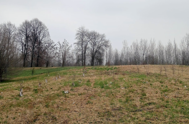 TIM: indicazioni geografiche ed operative per evento di forestazione a Torino