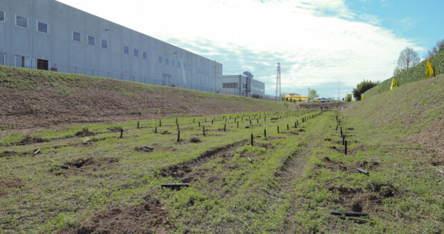 Forestazione urbana: alberi a Cittadella (PD)