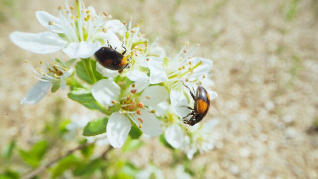 Perdita di biodiversità: perdite economiche pari al 6% del PIL globale