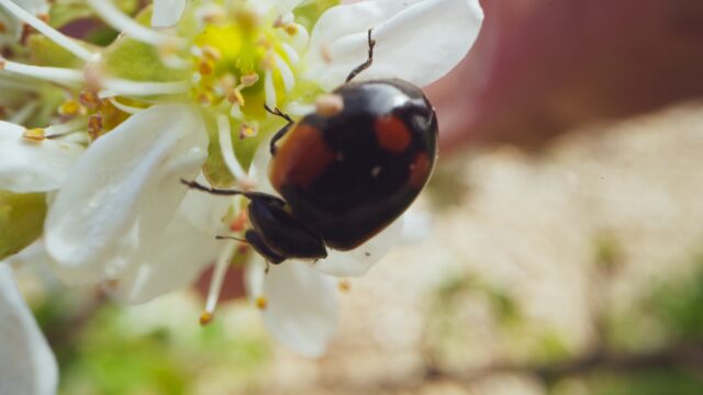ESRS E4: riduzione e rendicontazione degli impatti delle Aziende verso biodiversità ed ecosistemi