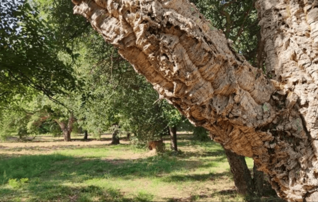 Sughereta di Cusseddu Miali Parapinta (SS): Forestazione e Gestione Forestale