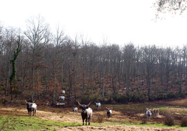 Tenuta di Paganico (GR) – Gestione Forestale Sostenibile delle sugherete