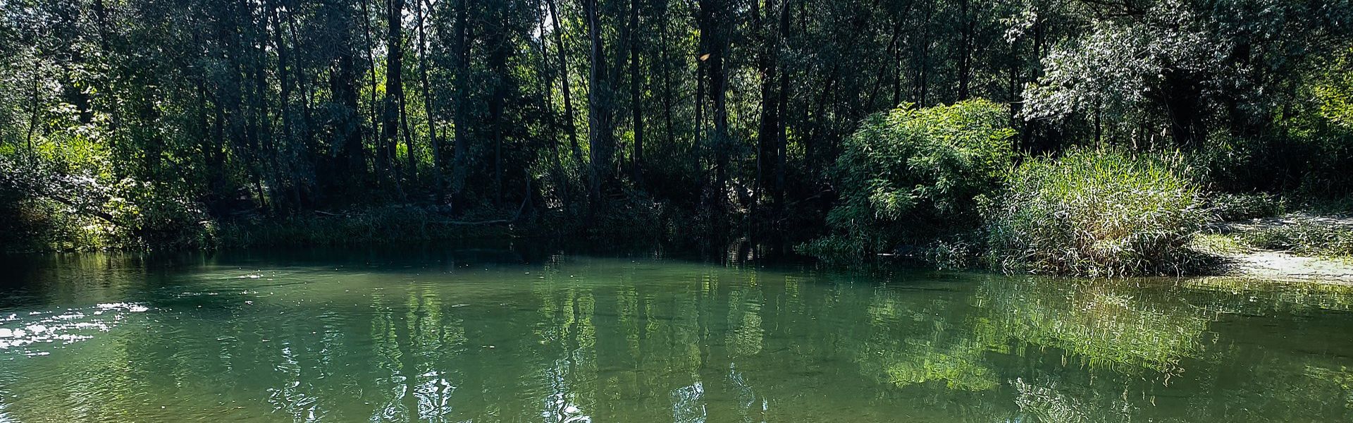 Microsoft: rigenerazione forestale nel Parco della Valle del Ticino