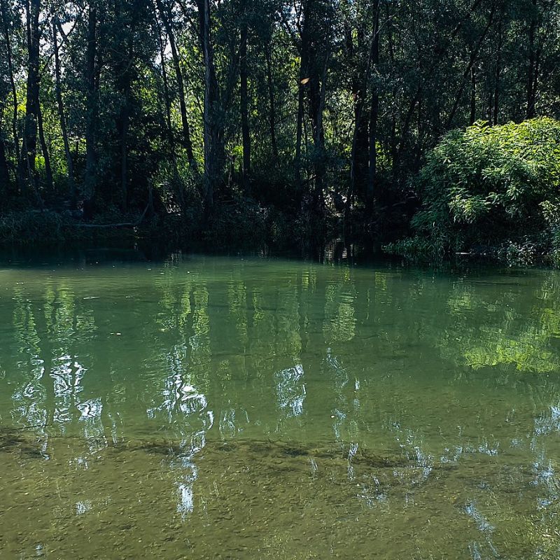 Microsoft: rigenerazione forestale nel Parco della Valle del Ticino