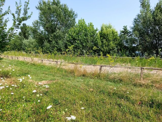 Forestazione urbana: alberi a Gonzaga (MN)