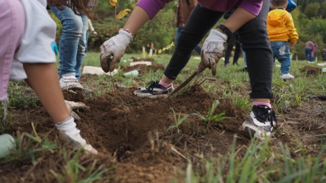 Forestazione urbana: alberi a Meda (MB)