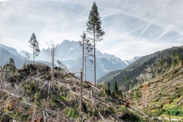 Ancora Natura: riforestazione al Col di Lana (BL)