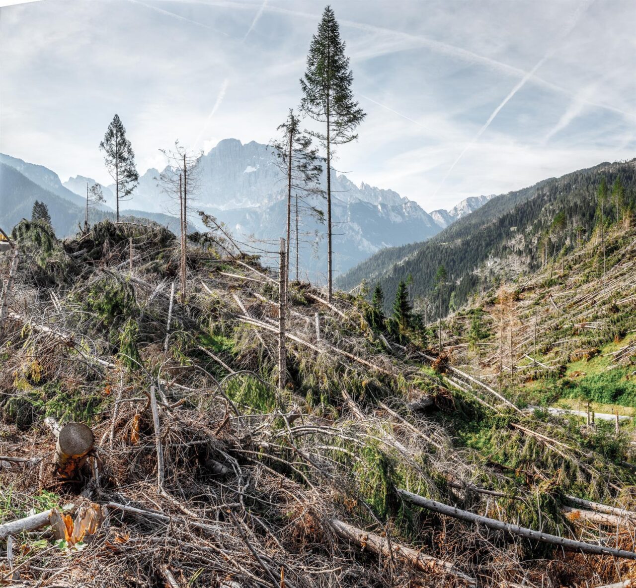 Alberi solitari dopo il passaggio della tempesta Vaia