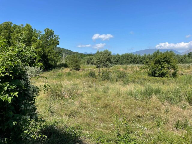 Forestazione urbana: alberi a Benevento