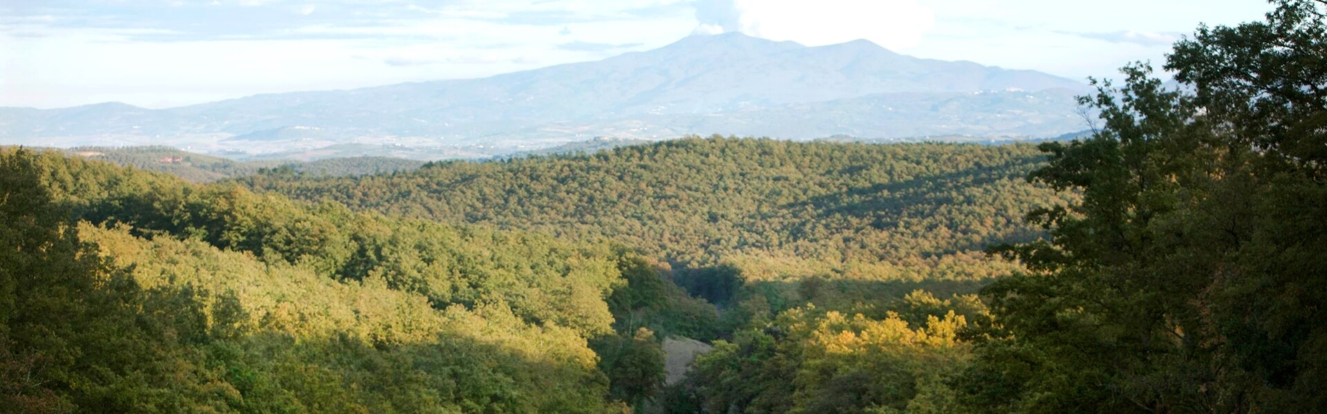 Ecosystem services of cork wood