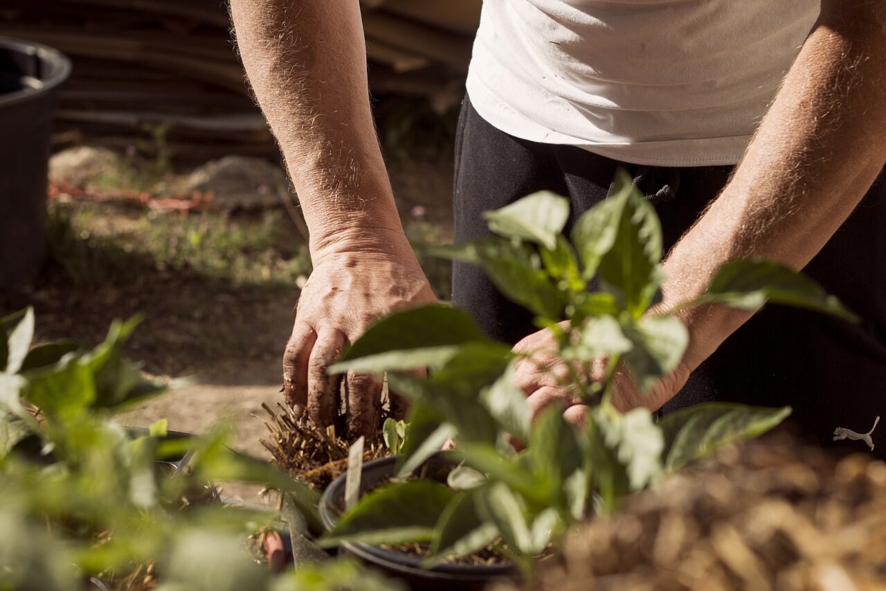 <strong>Agricoltura rigenerativa: come ridare vita ai suoli</strong>