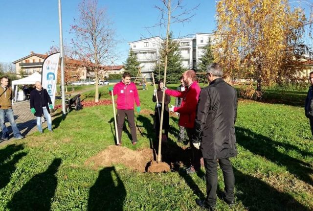 Forestazione urbana: alberi a Carate B.za (MB)