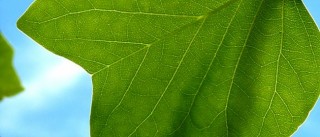 Assorbimento forestale di CO2: l’albero “mangia” la CO2