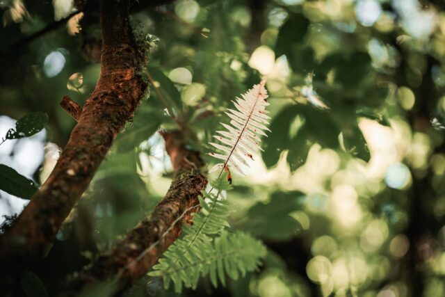 Le Aziende promuovono, misurano e rendicontano la biodiversità: standard GRI 101: Biodiversità 2024 e CSRD