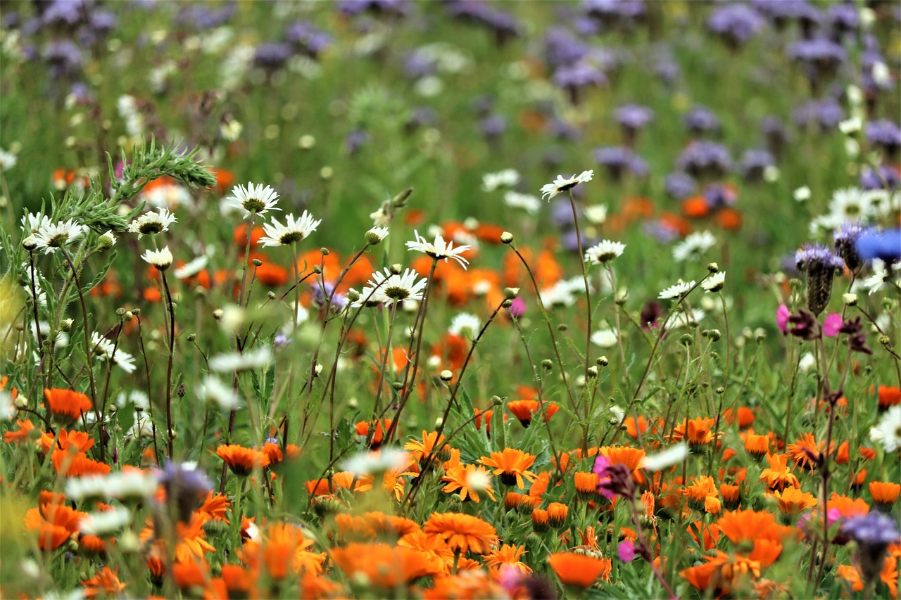 biodiversità