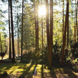 Stenico (TN): riforestazione dopo la tempesta Vaia