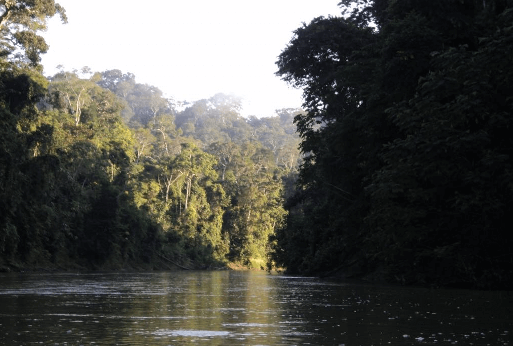 Brazil Nut Concessions in Madre de Dios