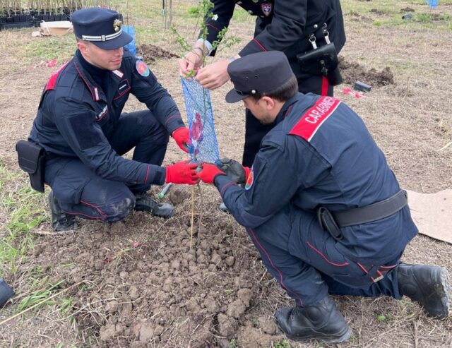 Forestazione urbana: Alberi per il Clima