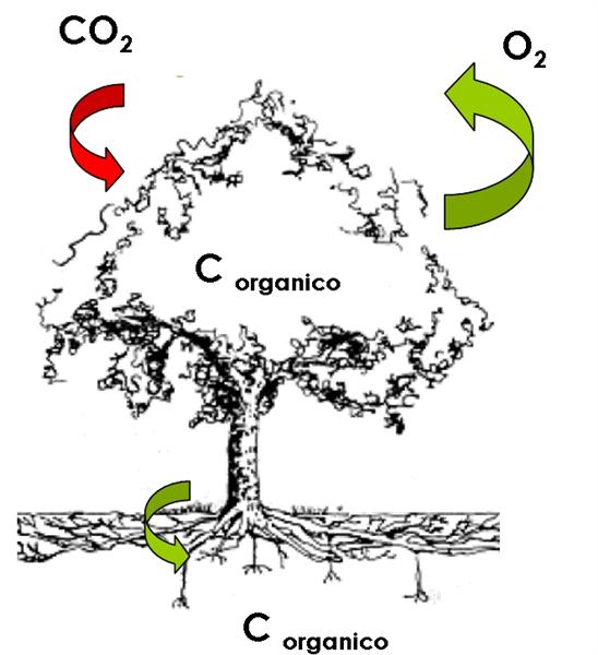 Carbon sink (attività LULUCF, Protocollo di Kyoto e carbon offset)