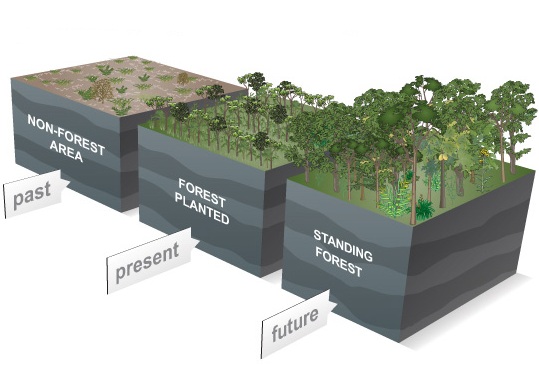 carbon sink