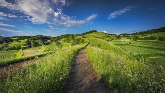 Biodiversità vs biocomplessità: due aspetti centrali per ecosistemi vitali e resilienti