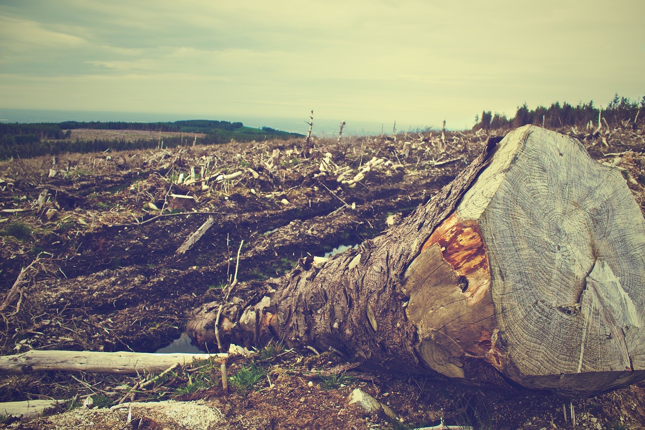 I carbon credits da progetti REDD+ sono davvero “problematici”? Facciamo qualche precisazione.