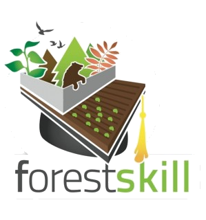 forest-skill_trasp