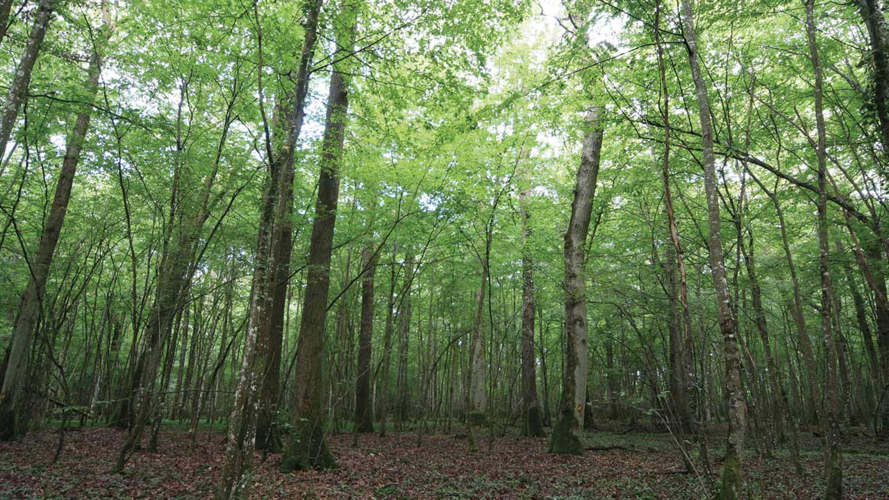 Foresta di Città della Pieve-Piegaro (PG): tutela e promozione di specie rare