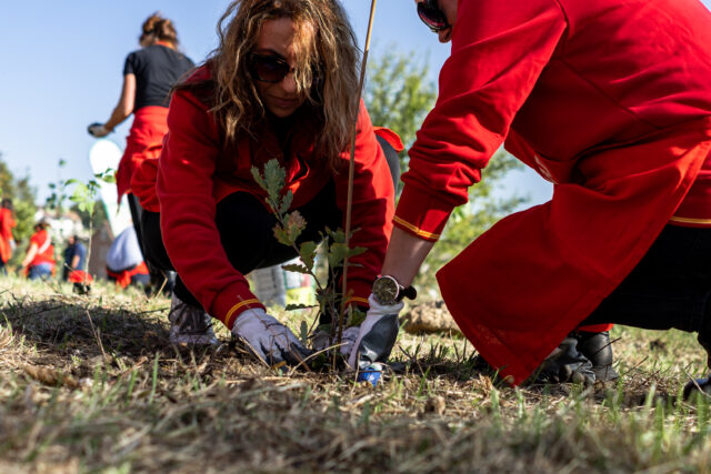 Forestazione urbana: alberi a Campobasso (CB)