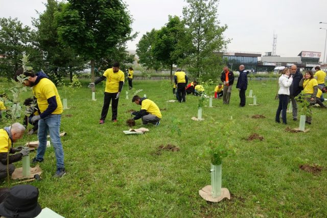 Forestazione urbana: alberi a Bergamo