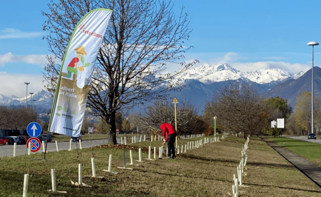 Forestazione urbana: alberi a Torino