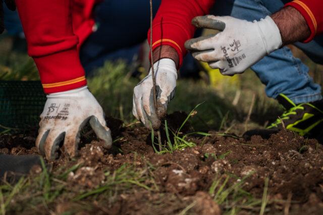 Foresta Italia: l’impegno delle Aziende per un’Italia più verde e sostenibile