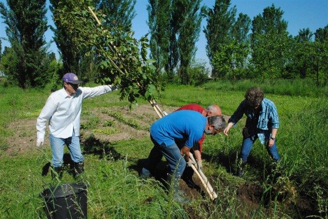 Forestazione aziendale: BCC Treviglio (BG)